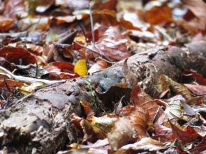 ヤクシマヒメネズミ1