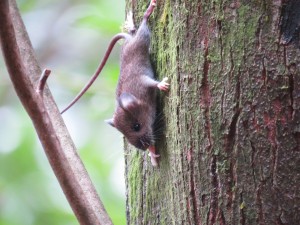 ヤクシマヒメネズミ2