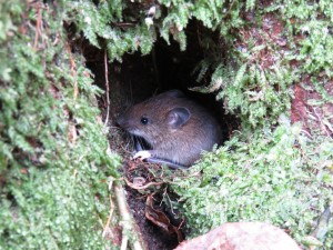 ヤクシマヒメネズミ3