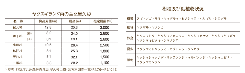 ヤクスギランド概要